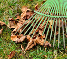 pic_rake_n_leaves_thumbnail