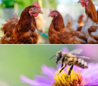 Thumbnail Photo of Chicken and Bees