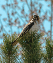 Image of a Hawk